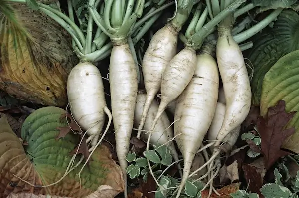 Benefits Of White Root Vegetables White Vegetables