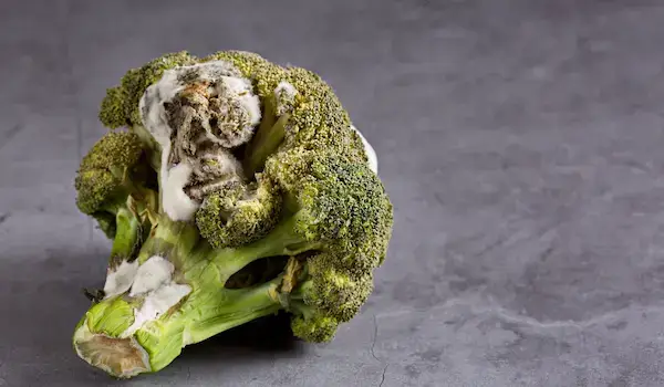 How To Know If Broccoli Is Bad: A Quick Guide spoiled broccoli