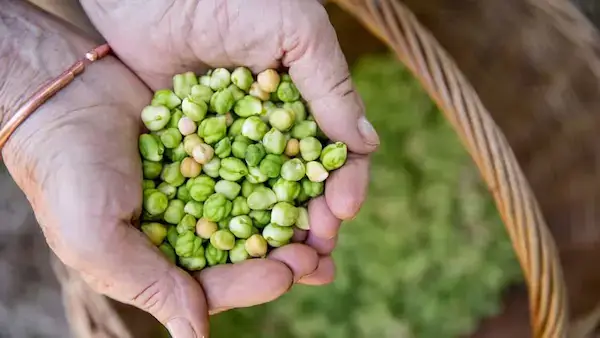 Chickpea And Sweet Potato Recipes Fresh chickpeas