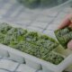 How To Freeze Kale For Smoothies