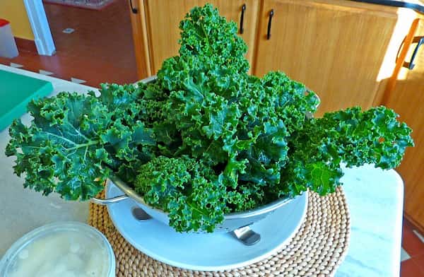 How To Freeze Kale For Smoothies Kale be Frozen
