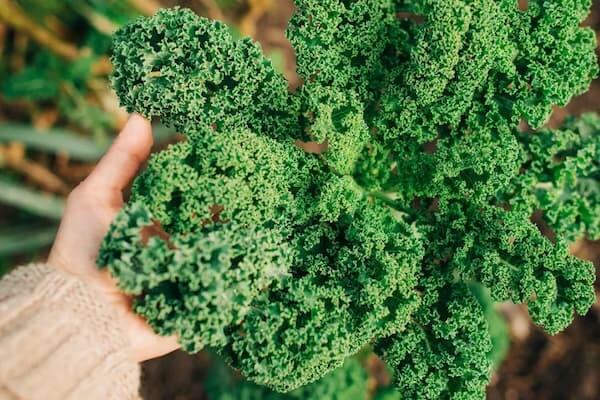 Types of Kale