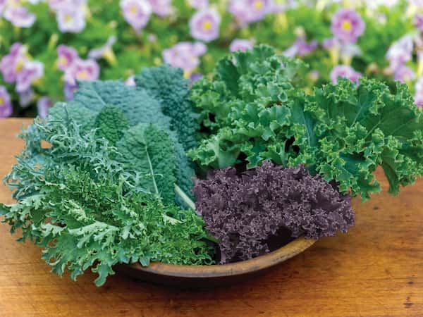 How To Freeze Kale For Smoothies Kale